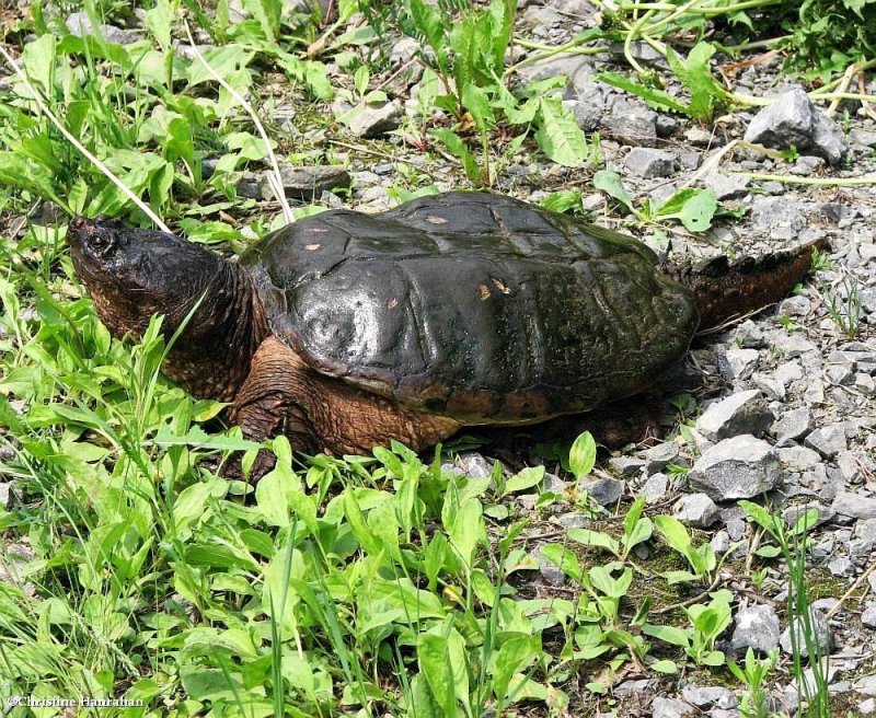 Snapping Turtle (Chelydra serpentina)