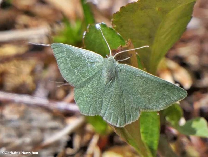 Day emerald  moth (<em>Mesothea incertata</em>), #7085