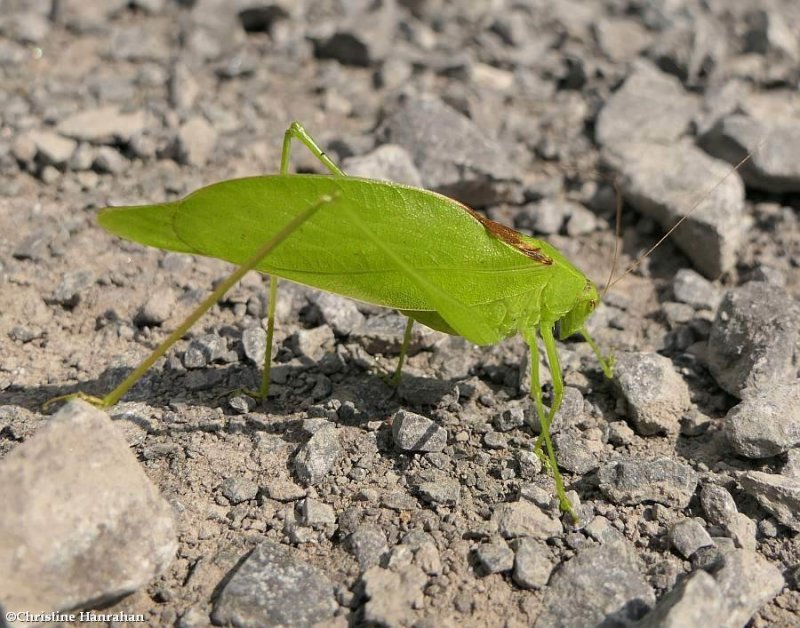  Katydid (Amblycorypha)