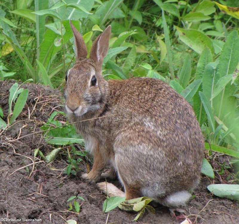 Eastern cottontail 