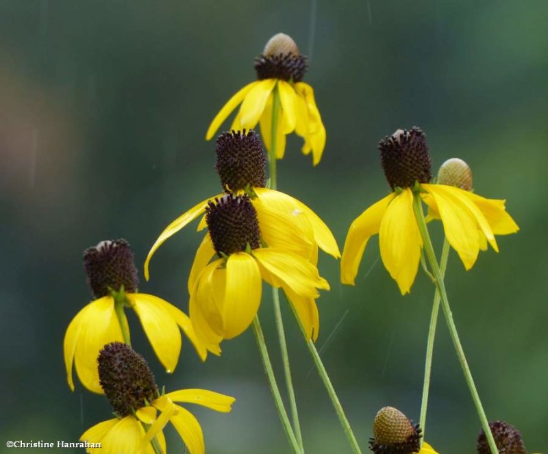 Grey-headed coneflower (Ratibida pinnata)