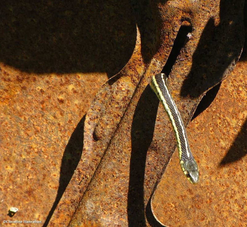 Garter snake (Thamnophis sirtalis)