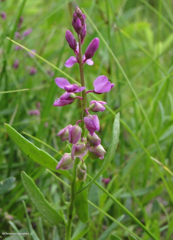 Polygala polygama