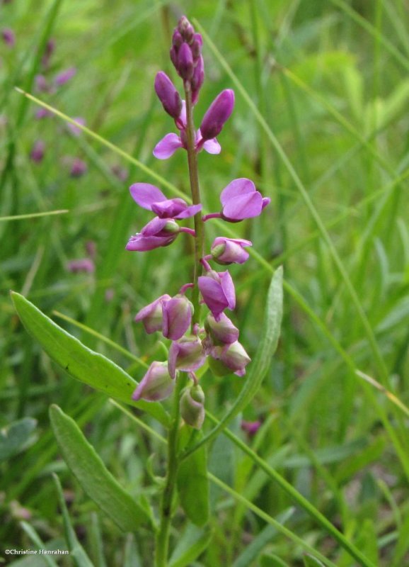 Polygala polygama