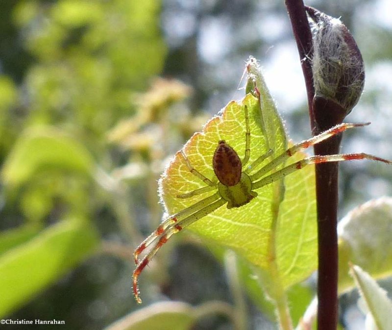 Crab spider