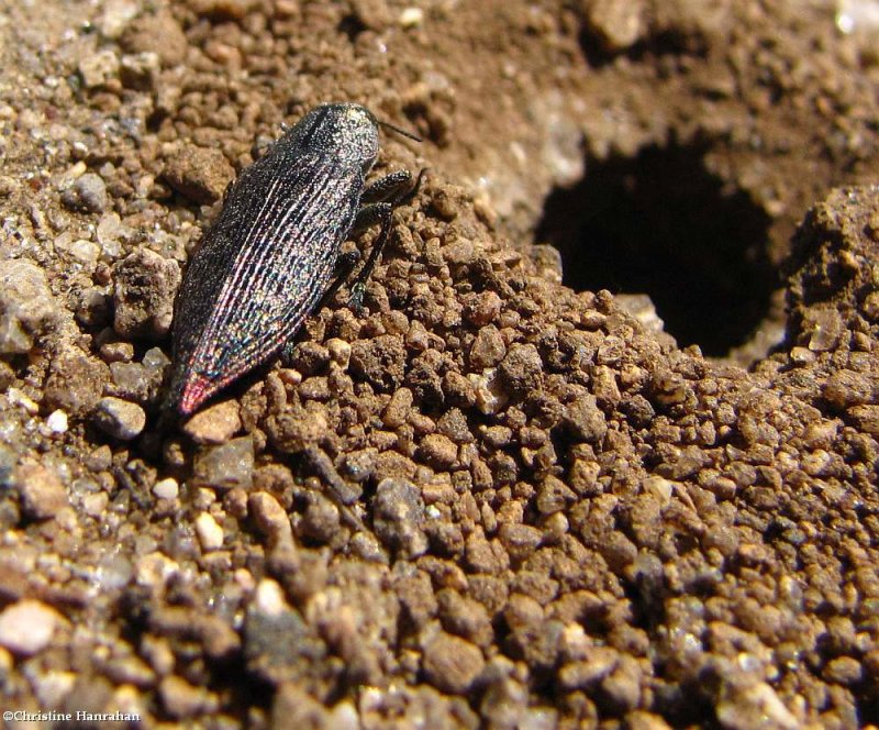 Buprestid beetle (Poecilonata cyanipes)