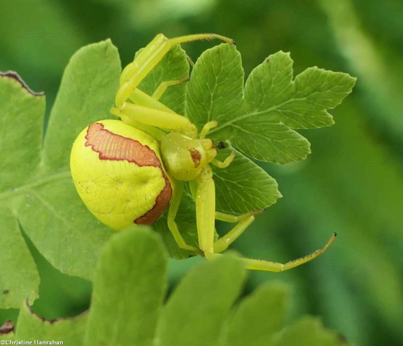 Goldenrod crab spider, female (Misumena vatia)