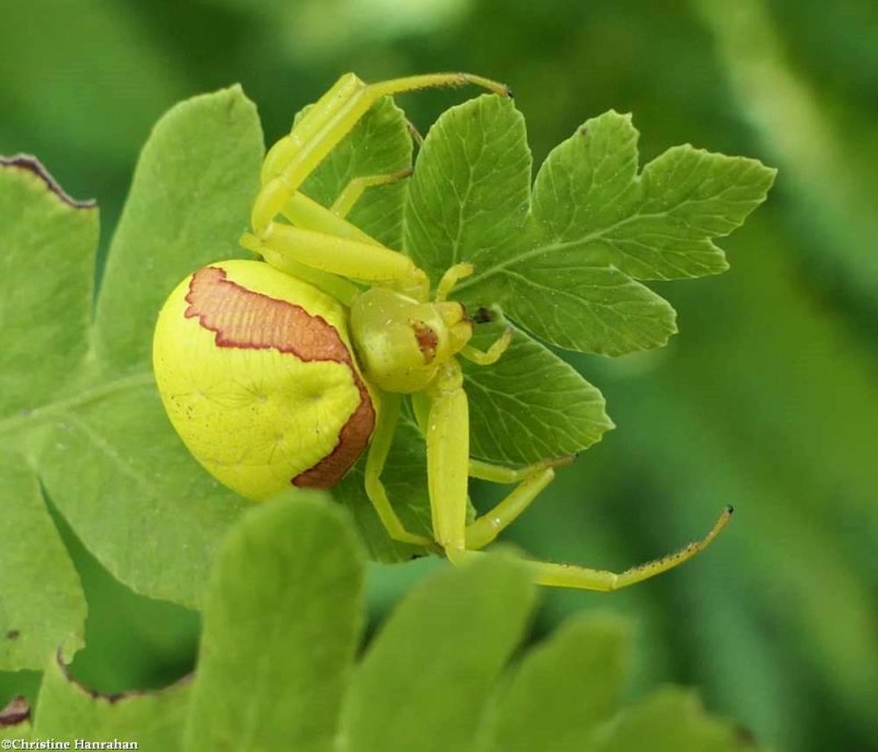 Goldenrod crab spider, female 