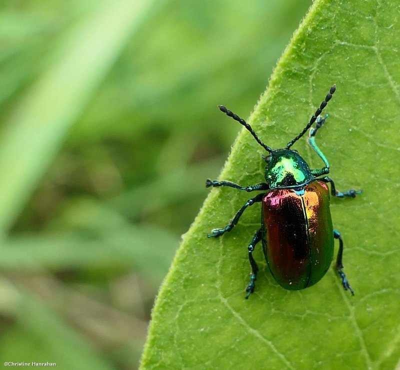 Dogbane beetle  (Chrysochus auratus)