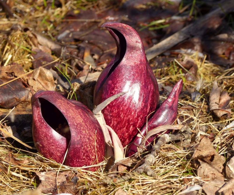 Skunk cabbage  (Symplocarpus foetidus)