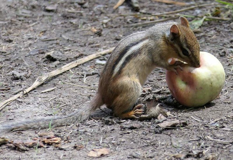 Eastern chipmunk
