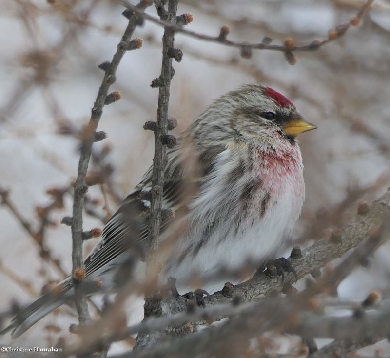 Common redpoll