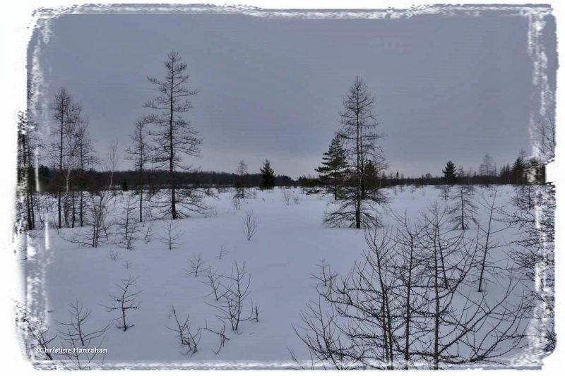 The bog at Mer Bleue