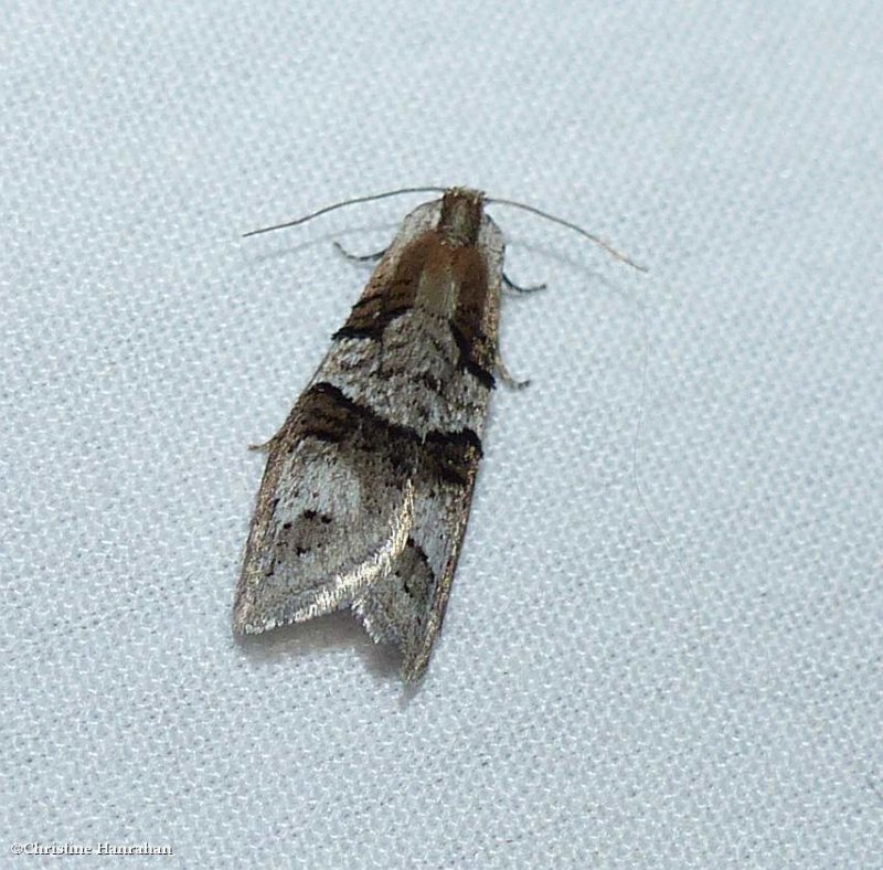 Tortricid moth (Decodes macdunnoughi), #3580.1