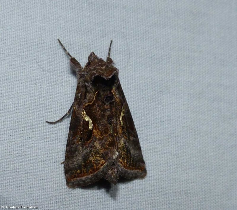 Common looper moth (Autographa precationis), #8908