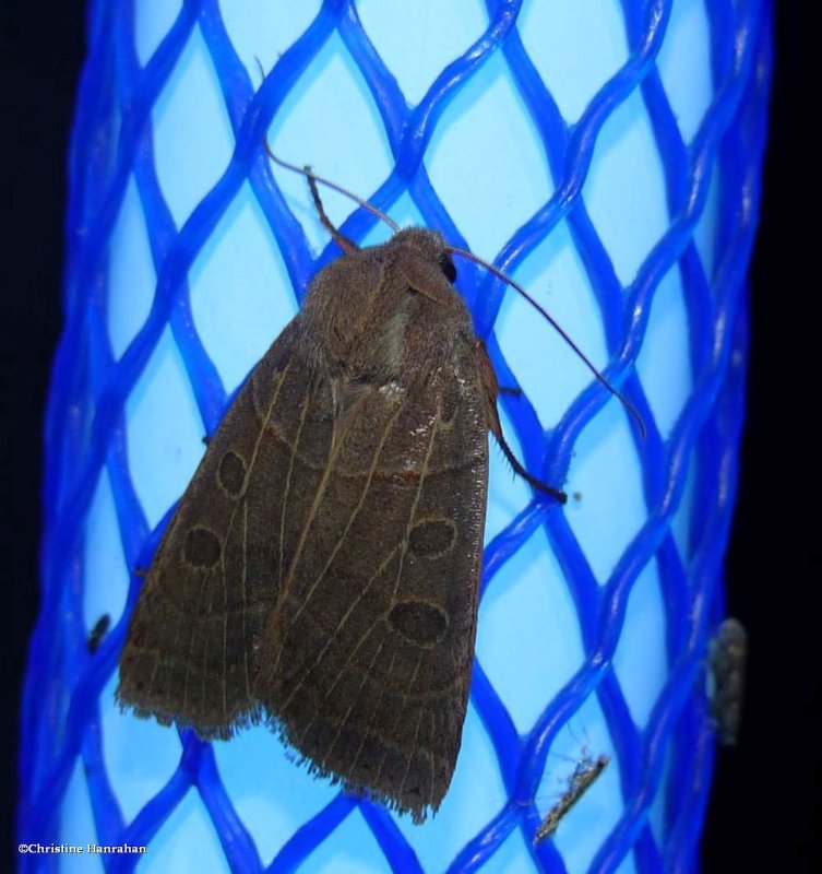 Waxed sallow moth (Chaetaglaea cerata), #9948