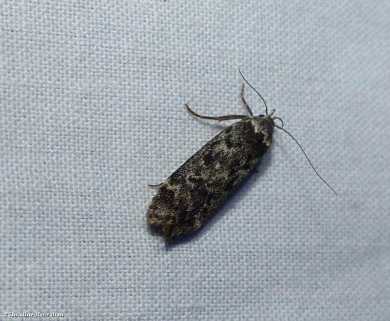 Pale-headed aspen leafroller moth  (Anacampsis niveopulvella), #2243