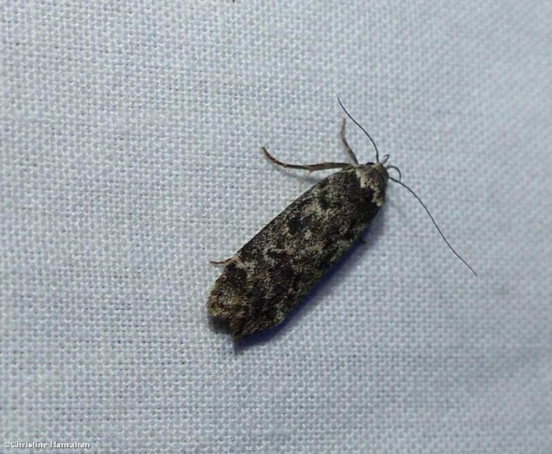 Pale-headed aspen leafroller moth (Anacampsis niveopulvella), #2243