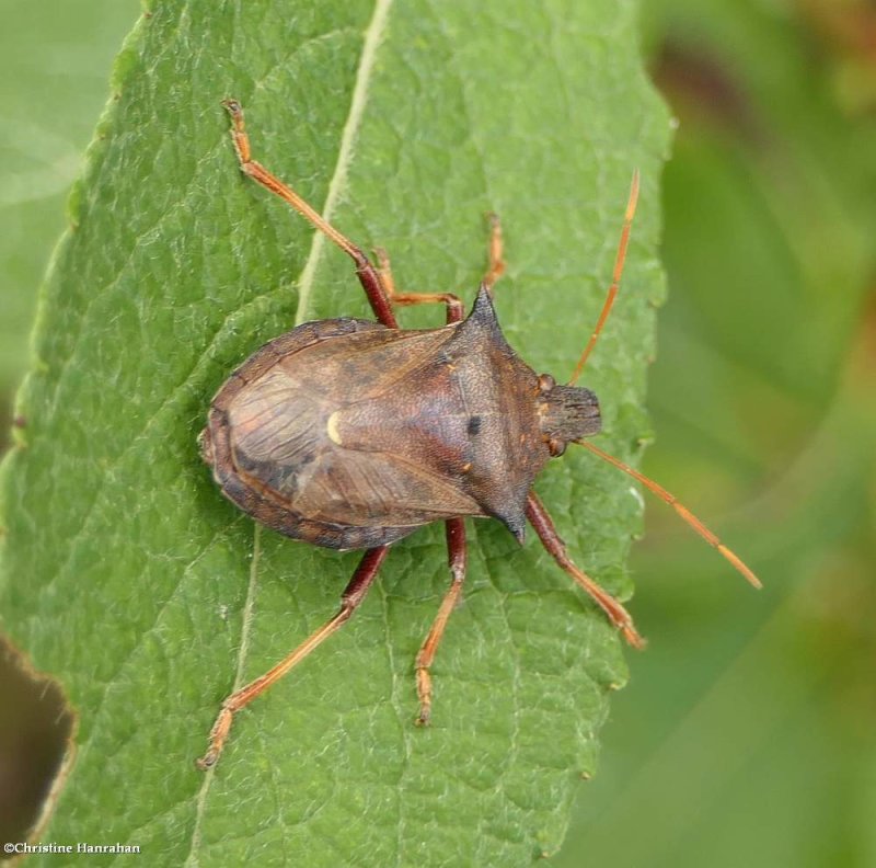 Spiny shieldbug (Picromerus bidens)