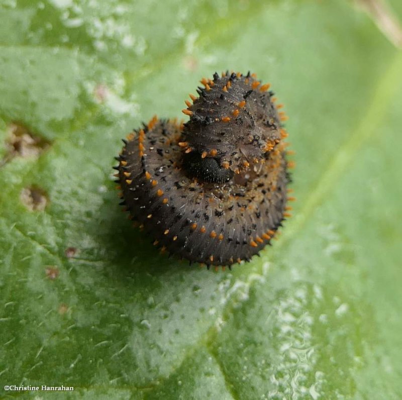 Common sawfly larva (Lagium atroviolaceum)