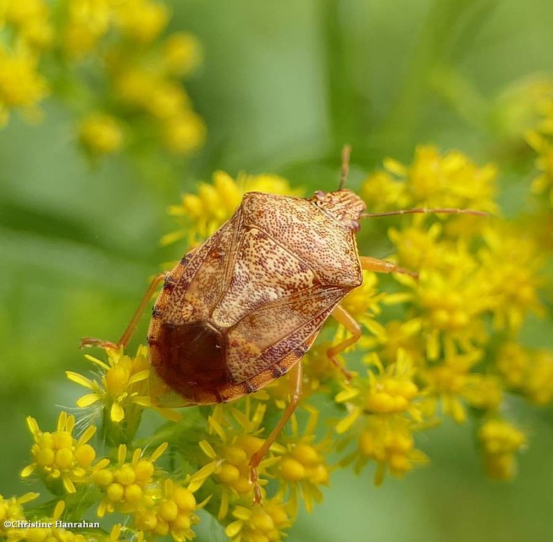 Stinkbug (Podisus placidus)