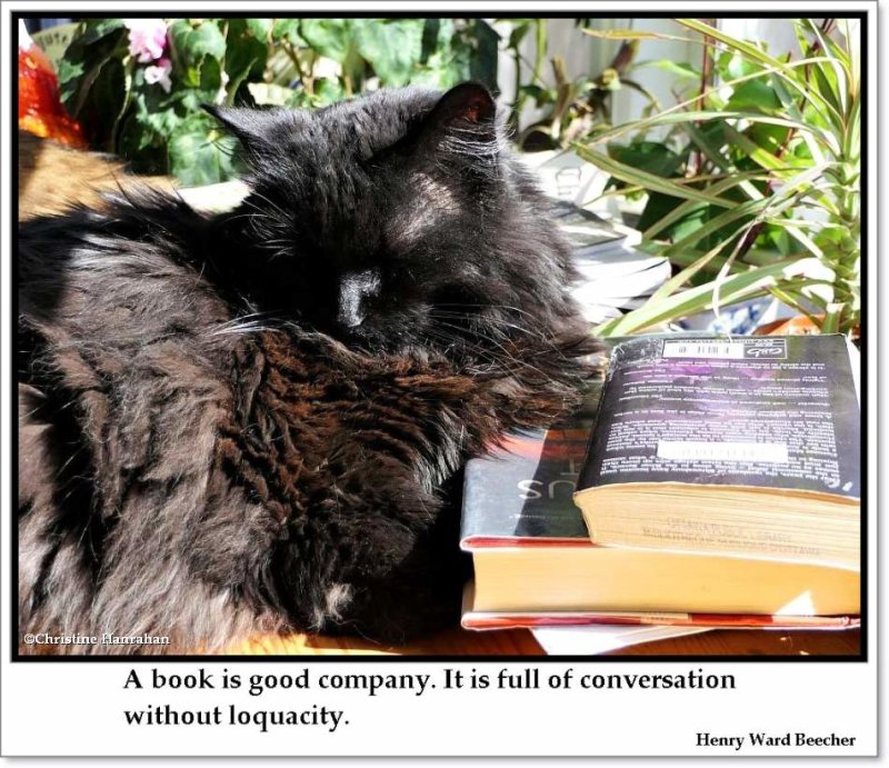 Literary cat
