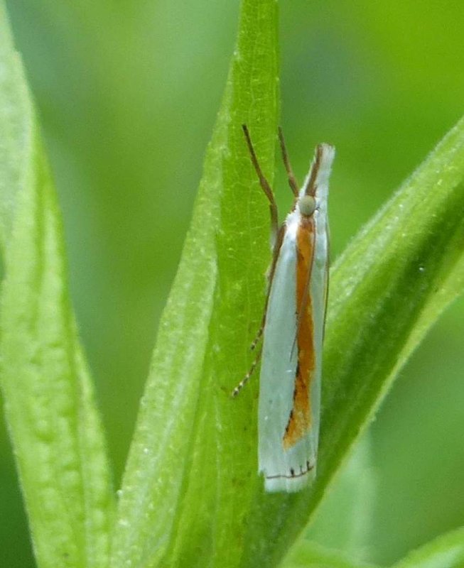 Girard's grass veneer moth  (Crambus girardellus), #5365