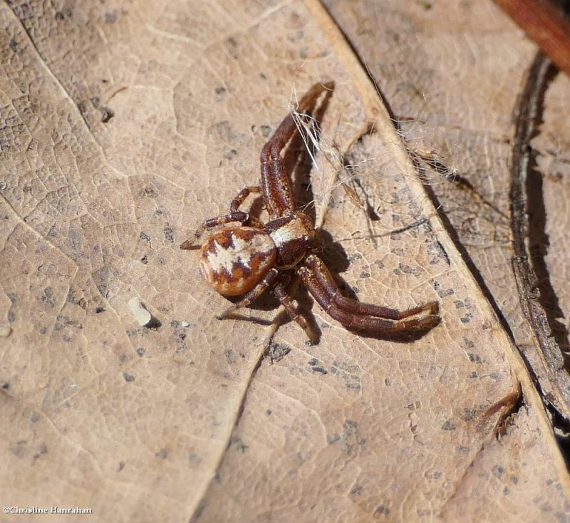 Ground crab spider (Xysticus)