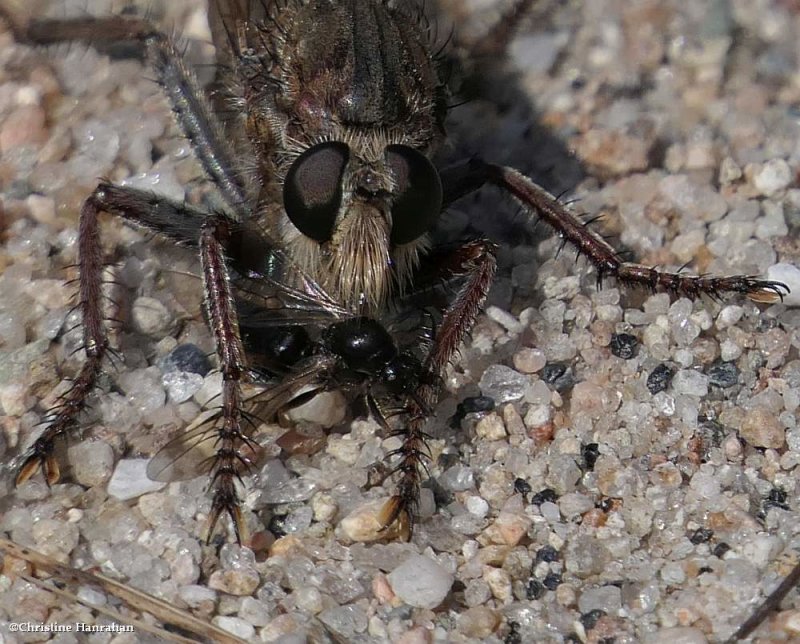 Robber fly (<em>Proctacanthus</em>)