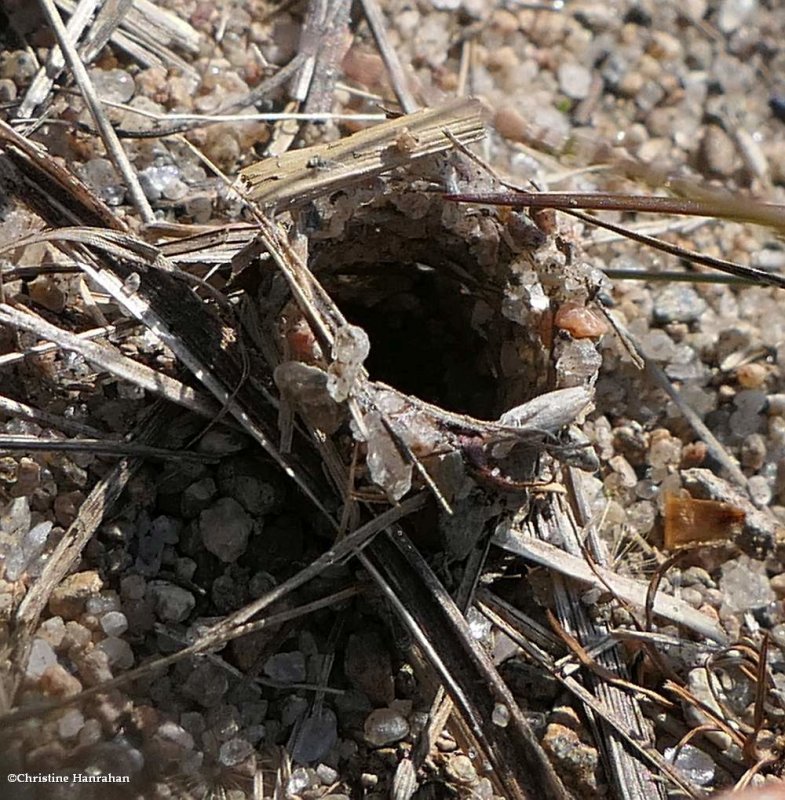 Wolf spider burrow (Geolycosa)