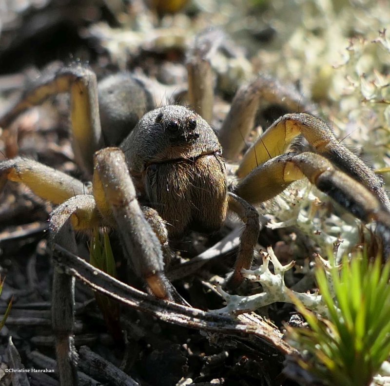 Wolf spider  (Geolycosa)