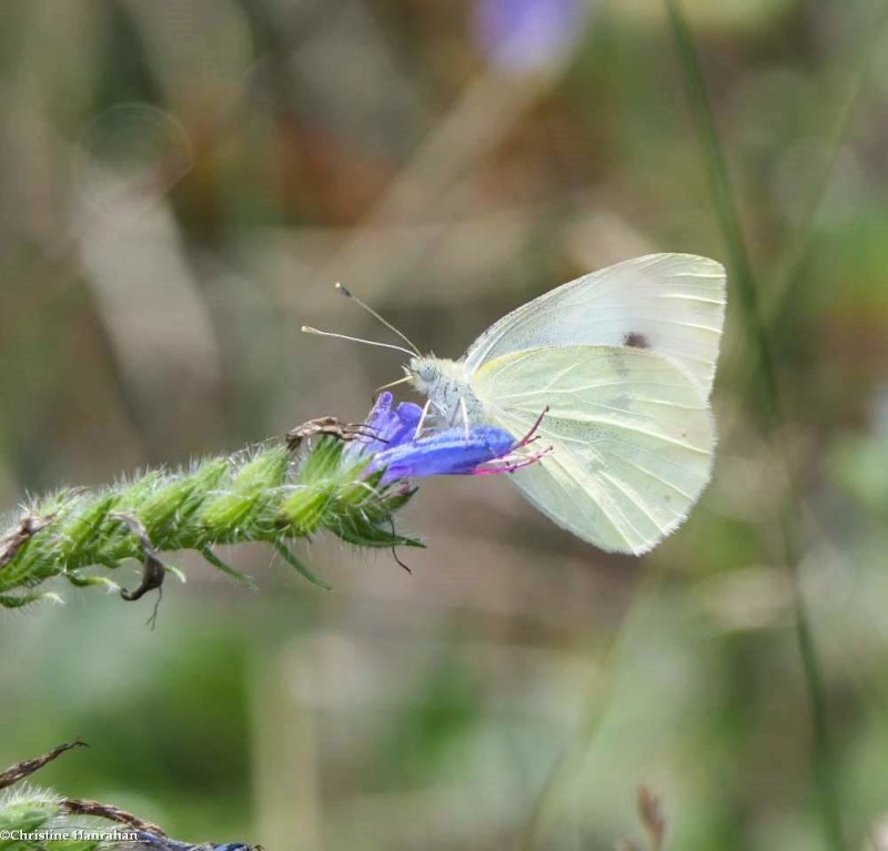 Cabbage white butterfly (Pieris rapae)
