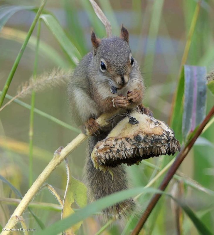 Red squirrel  (Tamiasciurus hudsonicus)