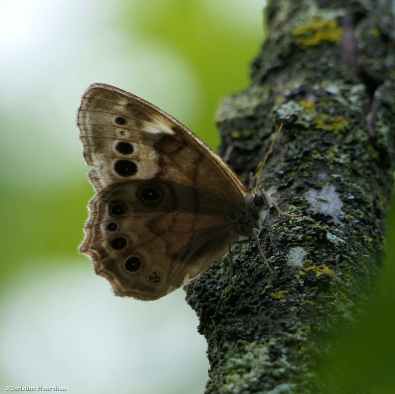 Northern pearly eye butterfly (Lethe anthedon)
