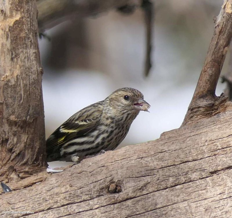 Pine siskin