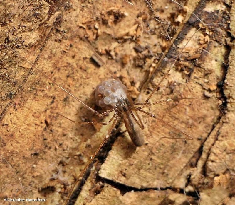 Cellar spider (Pholcus opilionoides) with egg sac