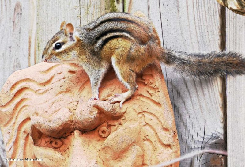 Eastern chipmunk (Tamias striatus)