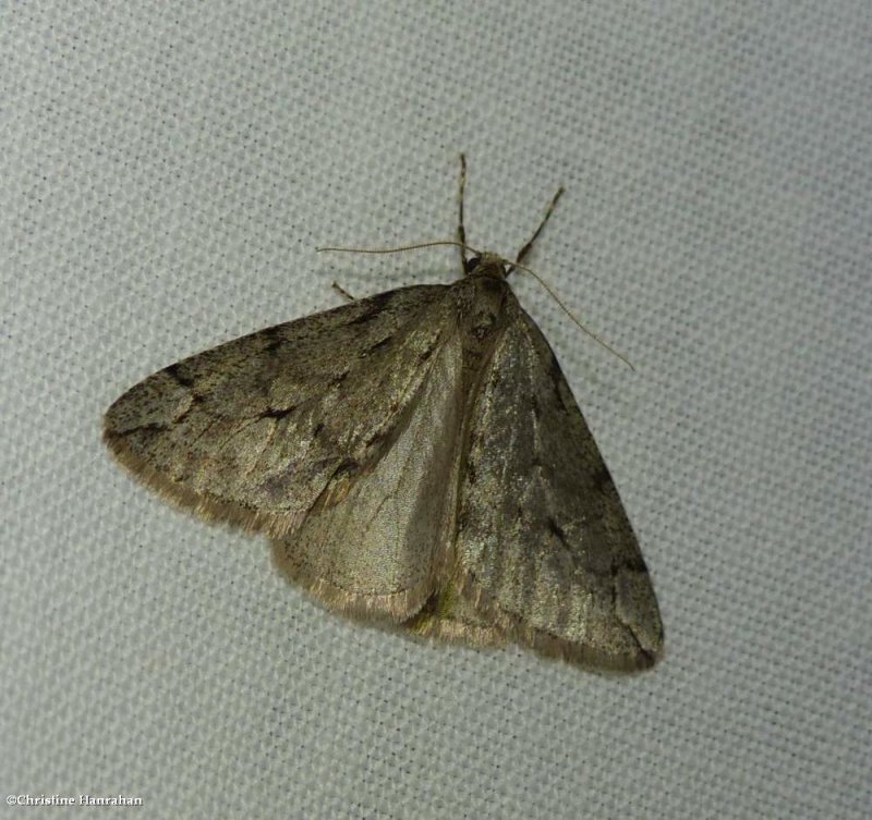 Spring cankerworm moth (Paleacrita vernata), #6662