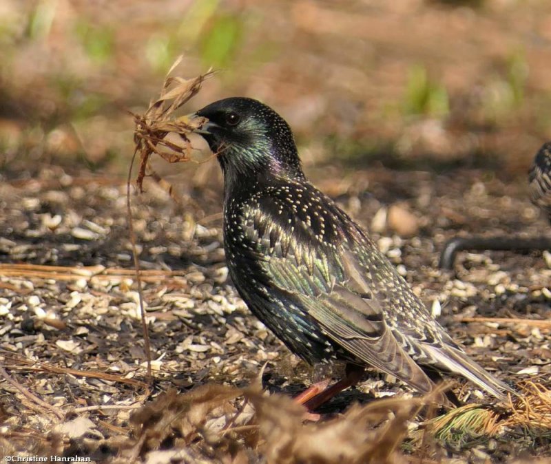 European starling