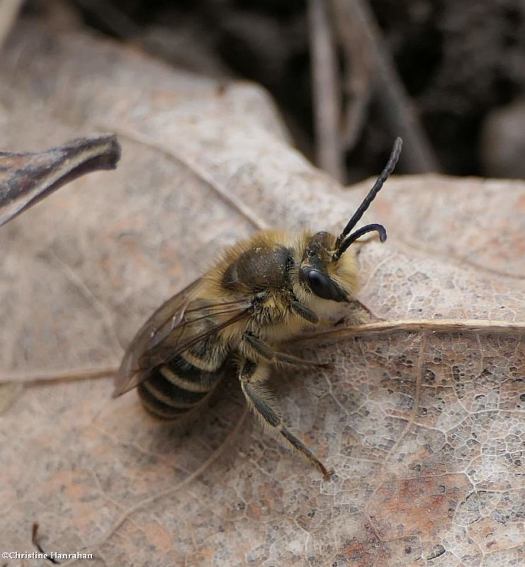 Cellophane bee (Colletes inequalis)