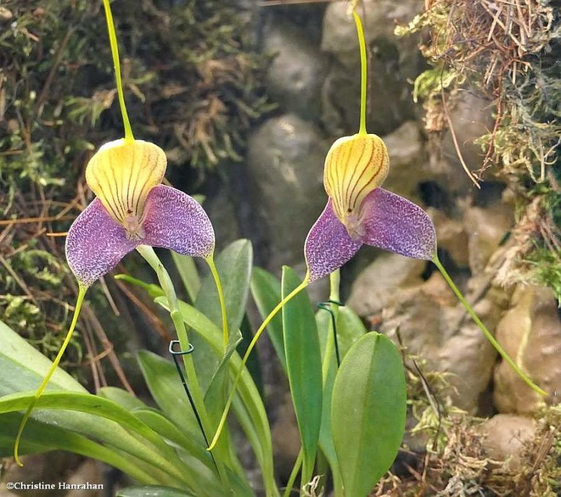 Masdevallia caudata orchid