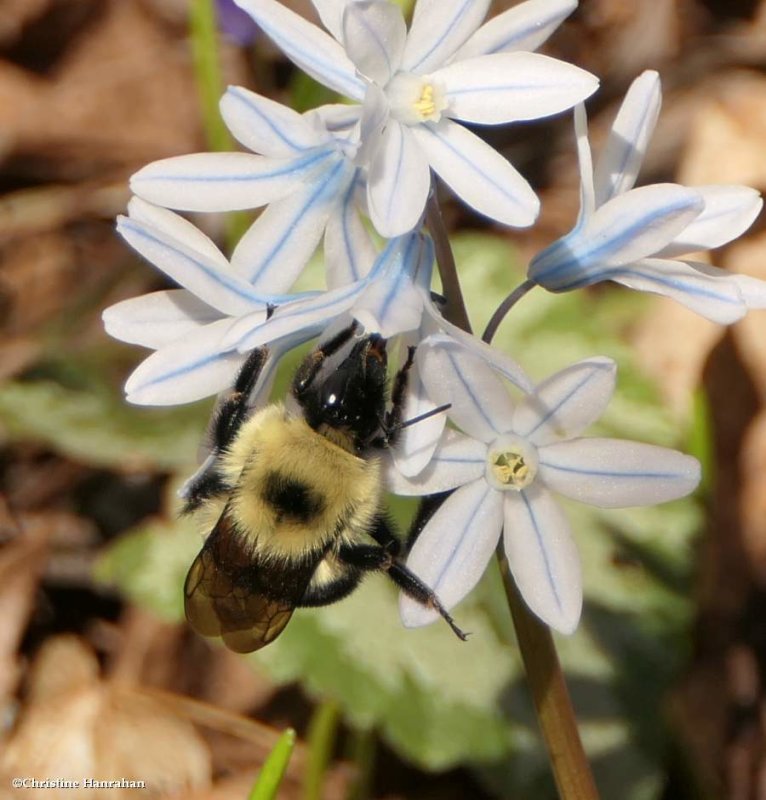 Two-spotted bumble bee (Bombus bimaculatus)