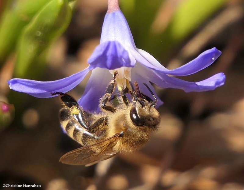 Honey bee (Apis mellifera)