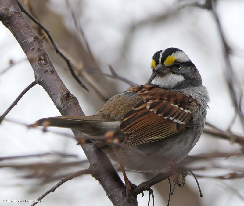 White-throated sparrow