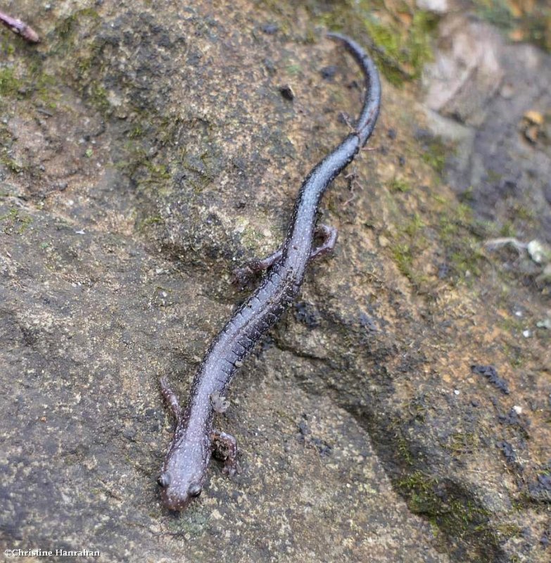 Eastern red-backed salamander  (Plethodon cinereus)
