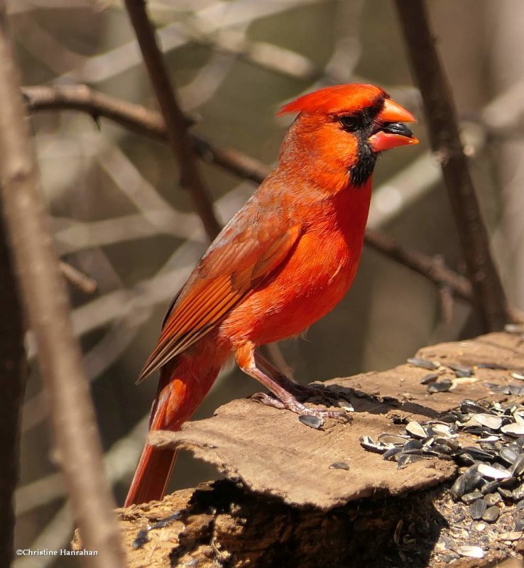 Northern cardinal, male