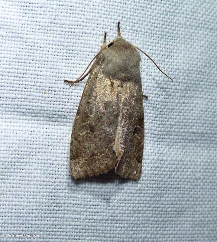 Speckled green fruitworm moth (Orthosia hibisci), #10495