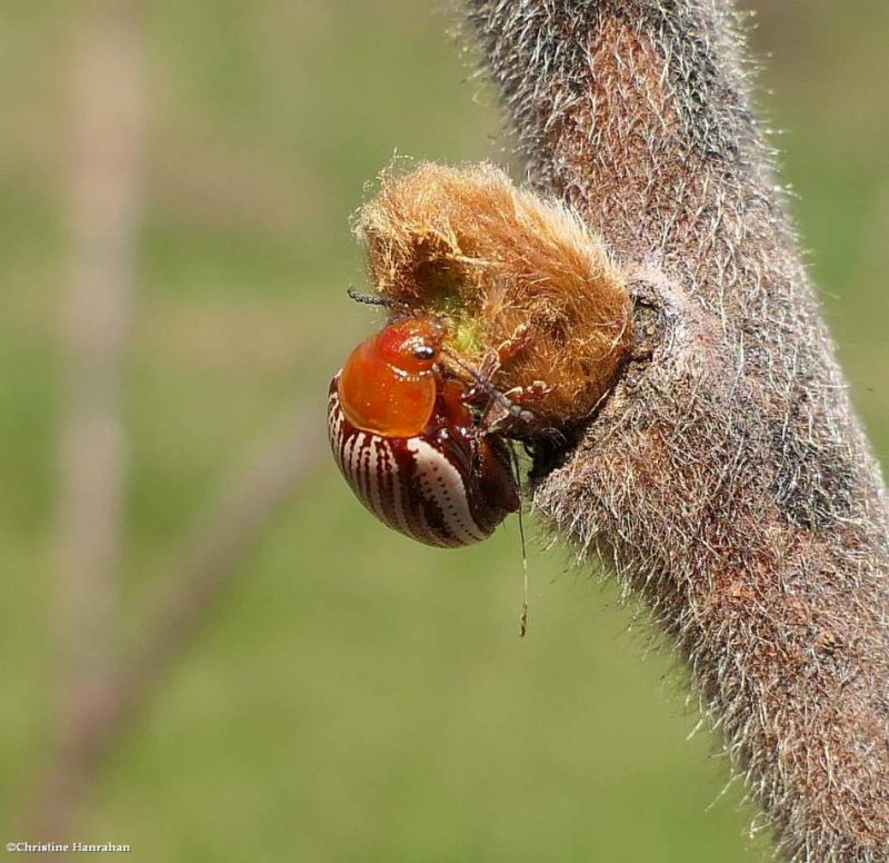 Sumac flea beetle (Blepharida rhois)