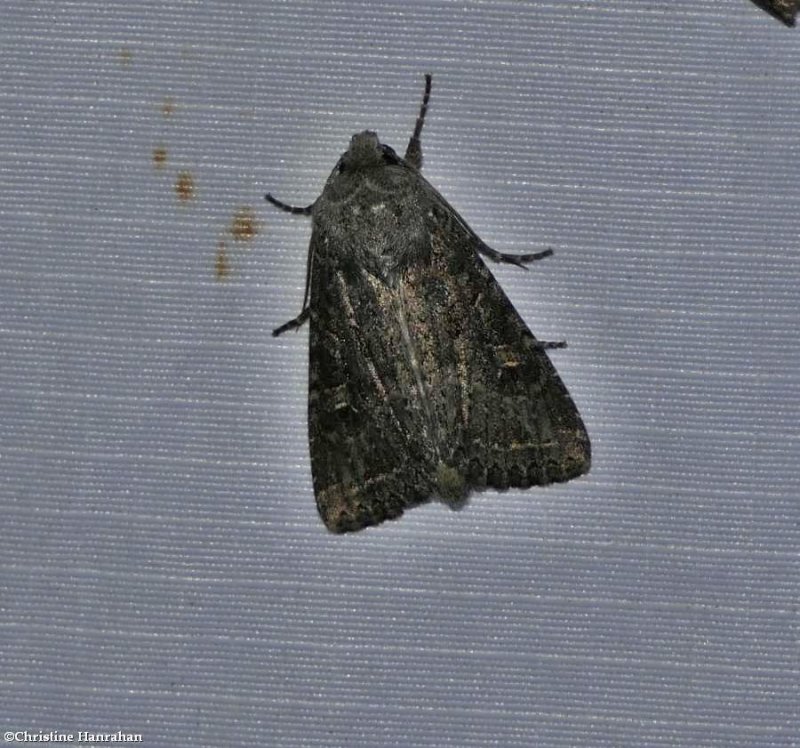 Glassy cutworm moth (Apamea devastator), #9382