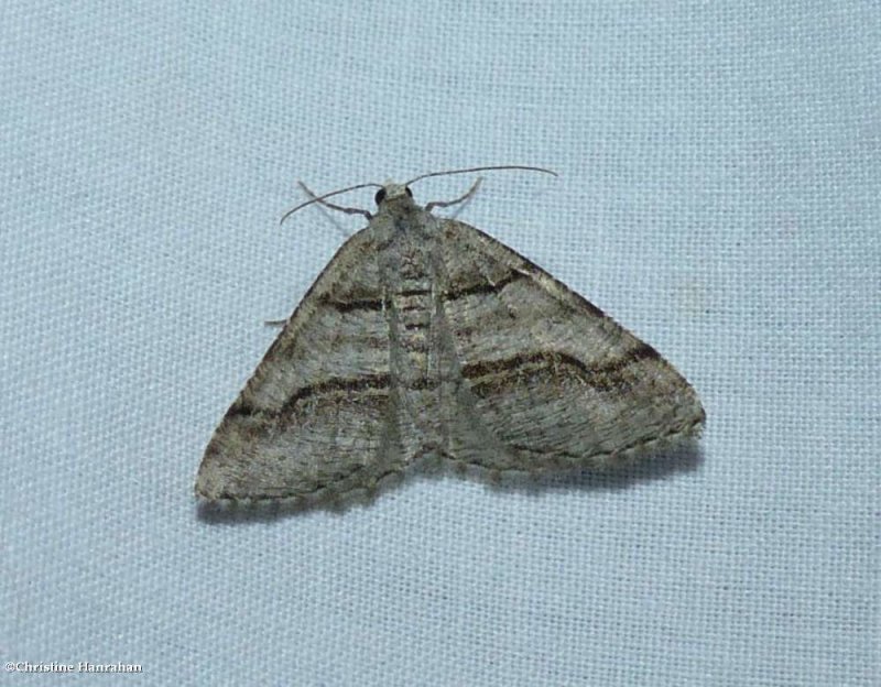 Curve-lined angle moth  (Digrammia continuata), #6362